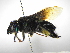  (Eufriesea surinamensis - INB0004273619)  @14 [ ] Copyright (2012) Braulio Hernandez Instituto Nacional de Biodiversidad