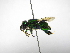 ( - INB0004285350)  @11 [ ] Copyright (2012) Braulio Hernandez Instituto Nacional de Biodiversidad
