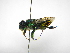  ( - INB0004288219)  @11 [ ] Copyright (2012) Braulio Hernandez Instituto Nacional de Biodiversidad