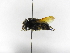  ( - INB0004289077)  @11 [ ] Copyright (2012) Braulio Hernandez Instituto Nacional de Biodiversidad