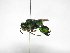  ( - INB0004290694)  @13 [ ] Copyright (2012) Braulio Hernandez Instituto Nacional de Biodiversidad