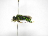  ( - INB0004301065)  @11 [ ] Copyright (2012) Braulio Hernandez Instituto Nacional de Biodiversidad