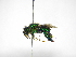  ( - INB0004301173)  @13 [ ] Copyright (2012) Braulio Hernandez Instituto Nacional de Biodiversidad
