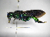  ( - INB0004301184)  @11 [ ] Copyright (2012) Braulio Hernandez Instituto Nacional de Biodiversidad
