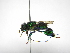  ( - INB0004301188)  @11 [ ] Copyright (2012) Braulio Hernandez Instituto Nacional de Biodiversidad