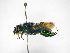  ( - INB0004301189)  @11 [ ] Copyright (2012) Braulio Hernandez Instituto Nacional de Biodiversidad