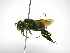  ( - INB0004301211)  @13 [ ] Copyright (2012) Braulio Hernandez Instituto Nacional de Biodiversidad