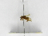  ( - INB0004301688)  @13 [ ] Copyright (2012) Braulio Hernandez Instituto Nacional de Biodiversidad