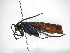  ( - INBIOCRI000010064)  @11 [ ] Copyright (2012) Braulio Hernandez Instituto Nacional de Biodiversidad