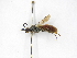  ( - INBIOCRI000167221)  @11 [ ] Copyright (2012) Braulio Hernandez Instituto Nacional de Biodiversidad