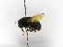  ( - INBIOCRI000269525)  @11 [ ] Copyright (2012) Braulio Hernandez Instituto Nacional de Biodiversidad