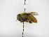  (Centris adanae - INBIOCRI000388549)  @11 [ ] Copyright (2012) Braulio Hernandez Instituto Nacional de Biodiversidad