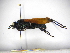  ( - INBIOCRI000459107)  @11 [ ] Copyright (2012) Braulio Hernandez Instituto Nacional de Biodiversidad