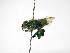  ( - INBIOCRI000510759)  @11 [ ] Copyright (2012) Braulio Hernandez Instituto Nacional de Biodiversidad