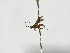  ( - INBIOCRI000554226)  @11 [ ] Copyright (2012) B. Hernandez Instituto Nacional de Biodiversidad