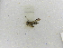  ( - INBIOCRI000597818)  @11 [ ] Copyright (2012) Braulio Hernandez Instituto Nacional de Biodiversidad