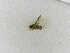  ( - INBIOCRI000619770)  @11 [ ] Copyright (2012) Braulio Hernandez Instituto Nacional de Biodiversidad