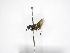  ( - INBIOCRI000769995)  @11 [ ] Copyright (2012) Braulio Hernandez Instituto Nacional de Biodiversidad