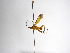  (Zelomorpha janzeni - INBIOCRI000774631)  @11 [ ] Copyright (2012) B. Hernandez Instituto Nacional de Biodiversidad