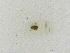  ( - INBIOCRI000822699)  @11 [ ] Copyright (2012) Braulio Hernandez Instituto Nacional de Biodiversidad