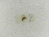  ( - INBIOCRI000822707)  @11 [ ] Copyright (2012) Braulio Hernandez Instituto Nacional de Biodiversidad