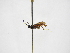  ( - INBIOCRI000915090)  @11 [ ] Copyright (2012) B. Hernandez Instituto Nacional de Biodiversidad