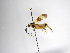  (Zelomorpha melanostoma - INBIOCRI000991937)  @11 [ ] Copyright (2012) B. Hernandez Instituto Nacional de Biodiversidad
