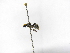  ( - INBIOCRI000996418)  @11 [ ] Copyright (2012) Braulio Hernandez Instituto Nacional de Biodiversidad
