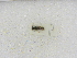  (Pereirapis semiauratus - INBIOCRI000998290)  @11 [ ] Copyright (2012) Braulio Hernandez Instituto Nacional de Biodiversidad