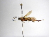  (Zelomorpha cherylae - INBIOCRI001133242)  @11 [ ] Copyright (2012) B. Hernandez Instituto Nacional de Biodiversidad