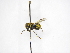  ( - INBIOCRI001161171)  @11 [ ] Copyright (2012) Braulio Hernandez Instituto Nacional de Biodiversidad