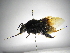  ( - INBIOCRI001164763)  @11 [ ] Copyright (2012) Braulio Hernandez Instituto Nacional de Biodiversidad