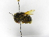  ( - INBIOCRI001289821)  @11 [ ] Copyright (2012) Braulio Hernandez Instituto Nacional de Biodiversidad