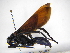  ( - INBIOCRI001326031)  @11 [ ] Copyright (2012) Braulio Hernandez Instituto Nacional de Biodiversidad