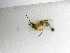  ( - INBIOCRI001334671)  @11 [ ] Copyright (2012) B. Hernandez Instituto Nacional de Biodiversidad