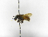  ( - INBIOCRI001393992)  @11 [ ] Copyright (2012) Braulio Hernandez Instituto Nacional de Biodiversidad