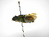  (Euglossa flammea - INBIOCRI001620976)  @13 [ ] Copyright (2012) Braulio Hernandez Instituto Nacional de Biodiversidad
