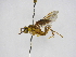  (Mischocyttarus angulatus - INBIOCRI001727877)  @14 [ ] Copyright (2012) Braulio Hernandez Instituto Nacional de Biodiversidad