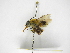  (Centris bicornuta - INBIOCRI001764280)  @11 [ ] Copyright (2012) Braulio Hernandez Instituto Nacional de Biodiversidad