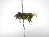  ( - INBIOCRI001842967)  @11 [ ] Copyright (2012) Braulio Hernandez Instituto Nacional de Biodiversidad