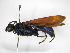  ( - INBIOCRI001849197)  @11 [ ] Copyright (2012) Braulio Hernandez Instituto Nacional de Biodiversidad