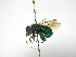  ( - INBIOCRI001852211)  @11 [ ] Copyright (2012) Braulio Hernandez Instituto Nacional de Biodiversidad