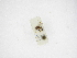  (Acanthorhogas costaricensis - INBIOCRI001980758)  @11 [ ] Copyright (2012) B. Hernandez Instituto Nacional de Biodiversidad