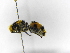 ( - INBIOCRI002019581)  @11 [ ] Copyright (2012) Braulio Hernandez Instituto Nacional de Biodiversidad