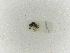  ( - INBIOCRI002054097)  @11 [ ] Copyright (2012) Braulio Hernandez Instituto Nacional de Biodiversidad