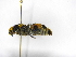  ( - INBIOCRI002143983)  @11 [ ] Copyright (2012) Braulio Hernandez Instituto Nacional de Biodiversidad
