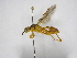  (Mischocyttarus collarellus - INBIOCRI002185561)  @14 [ ] Copyright (2012) Braulio Hernandez Instituto Nacional de Biodiversidad