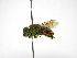  ( - INBIOCRI002202557)  @11 [ ] Copyright (2012) Braulio Hernandez Instituto Nacional de Biodiversidad