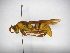  (Polistes carnifex - INBIOCRI002215807)  @14 [ ] Copyright (2012) Braulio Hernandez Instituto Nacional de Biodiversidad