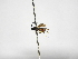 ( - INBIOCRI002241663)  @11 [ ] Copyright (2012) B. Hernandez Instituto Nacional de Biodiversidad